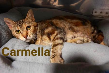 Carmella, young, available for adoption