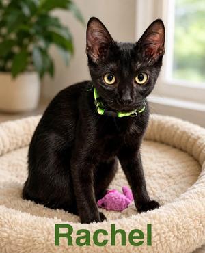 Rachel, kitten, available for adoption