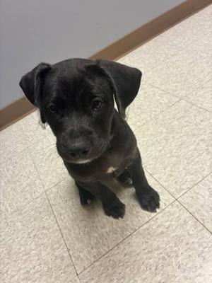 Tim Drake, Labradoodle / Pit Bull Terrier, puppy, available for adoption