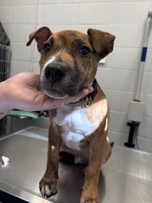 Bruce, Pit Bull Terrier, puppy, available for adoption