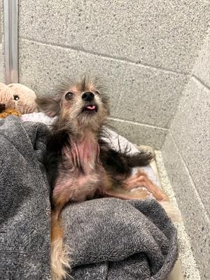 Daryl Dixon, Yorkie, Yorkshire Terrie, senior, available for adoption