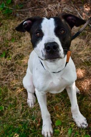 Shrek, Pit Bull Terrier, adult, available for adoption