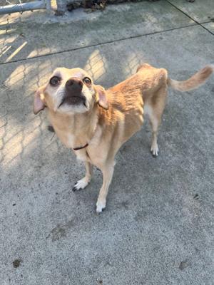 A light brown dog standing on a concrete surface, looking up with its head tilted. The dog has floppy ears, a black nose, and a collar around its neck. The background shows a chain-link fence and some shadows.