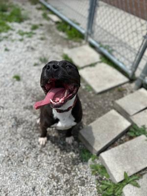 Boss, Pit Bull Terrier, adult, available for adoption