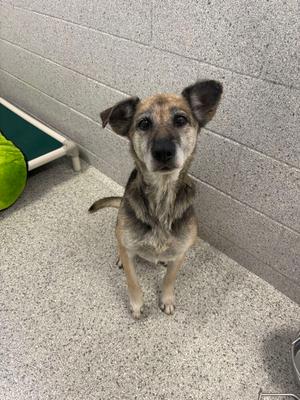 A dog with a brown and black coat is sitting on a concrete floor, looking directly at the camera. The dog has large, pointed ears and a slightly tilted head. In the background, there is a green cushion on a metal frame and a gray brick wall.