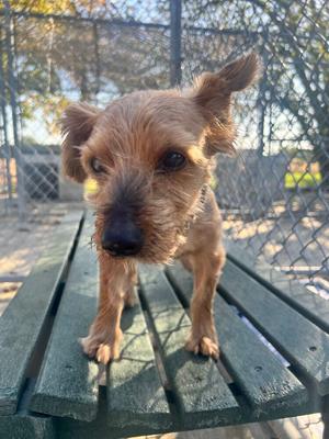 A small brown dog standing on a green wooden bench in an outdoor enclosure with a chain-link fence in the background.
