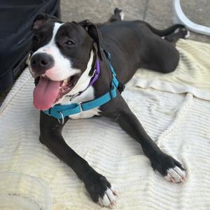 Passion, Mixed Breed (Medium), available for adoption