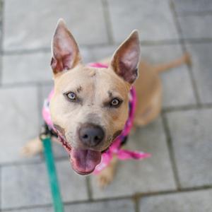 A happy dog wearing a pink bandana, looking up at the camera with its tongue out.