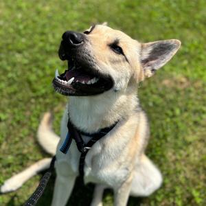 Kerplunk, Shepherd, available for adoption