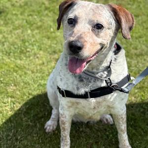 Violet, Mixed Breed (Medium), available for adoption