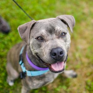 Carter *Foster to Adopt Me!, Mixed Breed (Medium), available for adoption