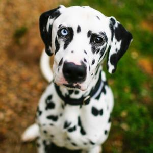 Marshall *Available Soon*, Dalmatian, available for adoption