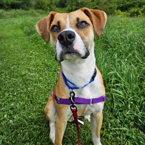Sawyer, Black Mouth Cur, available for adoption