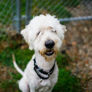 Duke, Poodle, available for adoption