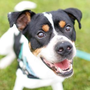 Chevy, Hound, available for adoption