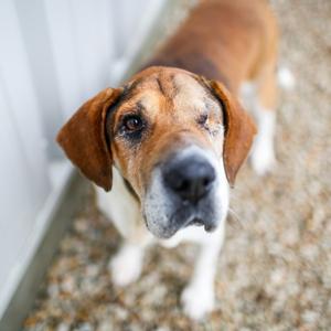 Chuck *Foster to Adopt Me!, Beagle, available for adoption