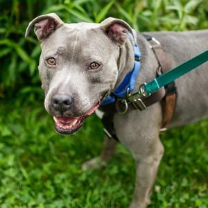 Arya, Mixed Breed (Medium), available for adoption