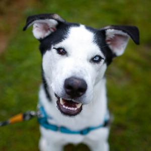 Sinclair, Husky, available for adoption