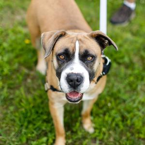 Mia, Boxer, available for adoption