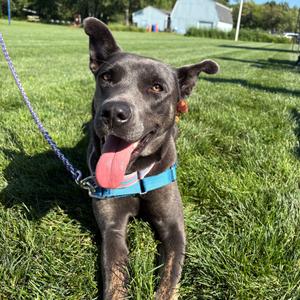 Milly Noon, Mixed Breed (Medium), available for adoption