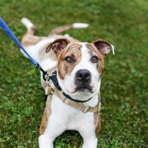Daffy, Mixed Breed (Large), available for adoption