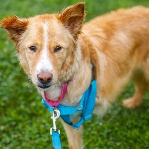 Danny, Collie, Border, available for adoption