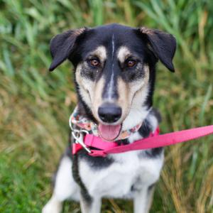 Blair, Husky, available for adoption