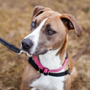 A close-up photograph of a brown and white dog with heterochromia (one blue eye and one brown eye), wearing a pink harness and a leash.
