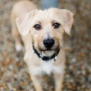 A close-up of a small, light-colored dog with floppy ears and a black collar, looking directly at the camera.