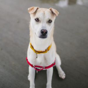 A white dog with brown ears and a yellow collar, wearing a red harness, sitting on a concrete surface.