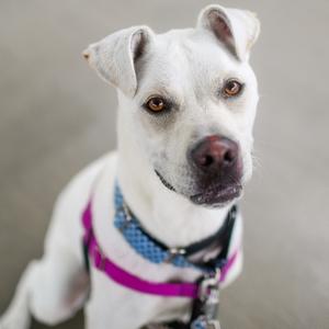 A white dog with brown eyes wearing a blue and pink harness