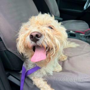 Oliver, Poodle, available for adoption