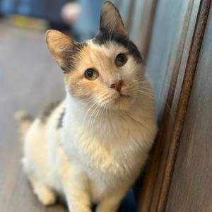 Betsee, adult, available for adoption