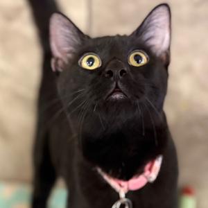 8-Track, adult, available for adoption