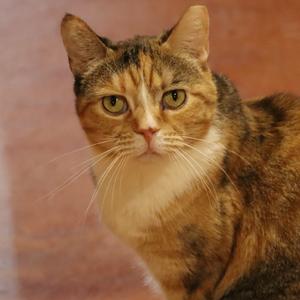 A close-up, headshot of a calico cat with green eyes looking directly at the camera.
