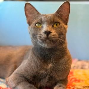 Bluebonnet, adult, available for adoption