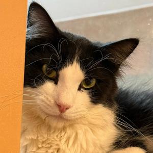 Black Tiger, adult, available for adoption