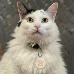 A close-up photo of a white cat with black markings on its head and ears, wearing a collar with a tag.
