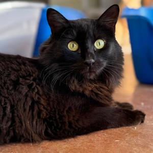 Bublz, adult, available for adoption