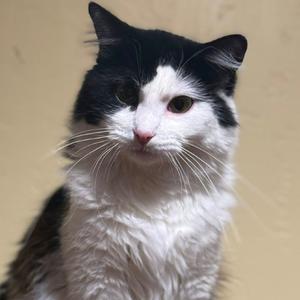 Burburin, adult, available for adoption