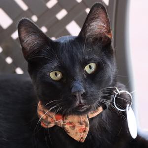 Astolfo, adult, available for adoption