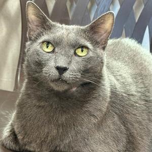 A gray cat with bright yellow eyes sitting on a wooden surface.