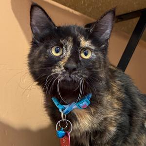 Bavarian, kitten, available for adoption