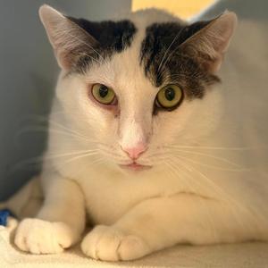 Blaze, adult, available for adoption