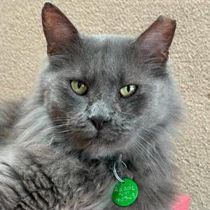 A close-up of a fluffy gray cat with green eyes and a green tag on its collar.