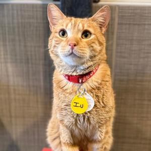 Compote, adult, available for adoption