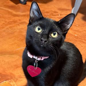 Beryllium, adult, available for adoption