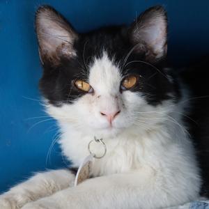 Beaufire, adult, available for adoption