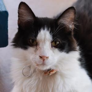 Beaufire, adult, available for adoption