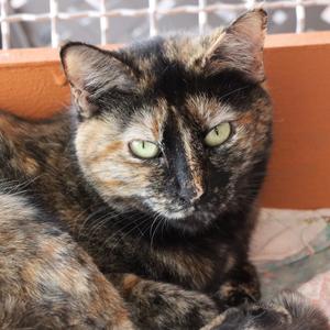 Chimera, adult, available for adoption